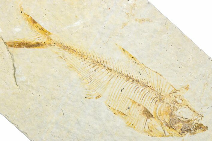Bargain, Detailed Fossil Fish (Diplomystus) - Wyoming #346062